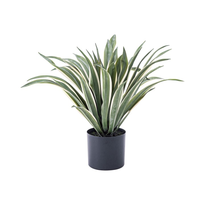 フェイクグリーン アガベ