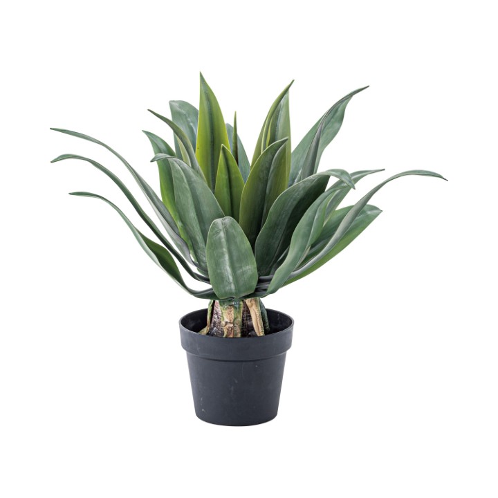 フェイクグリーン アガベ