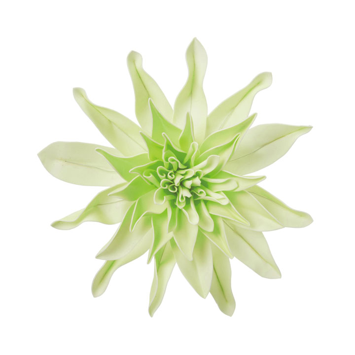 ダリアヘッドデコM MIN