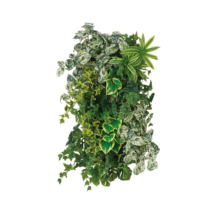 ロックプランツセットA