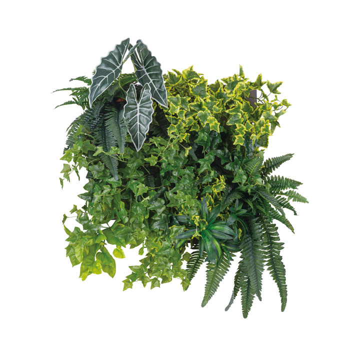 ロックプランツセットB