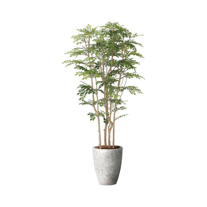 ナチュラルツートントネリコ1.8M