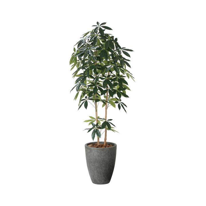 ナチュラルパキラ1.8M