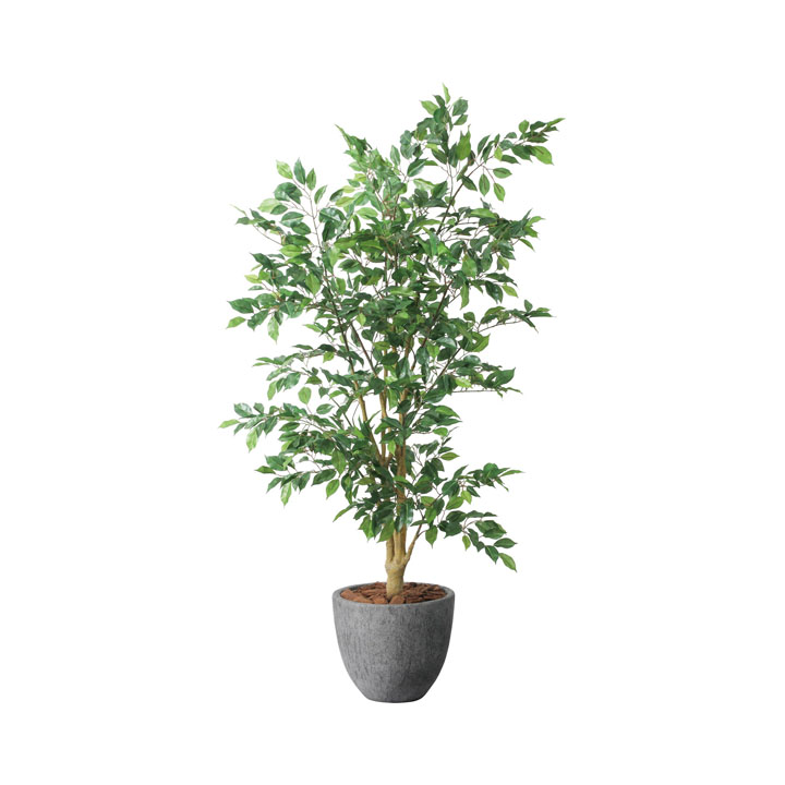 ベンジャミンフィカス1.6m