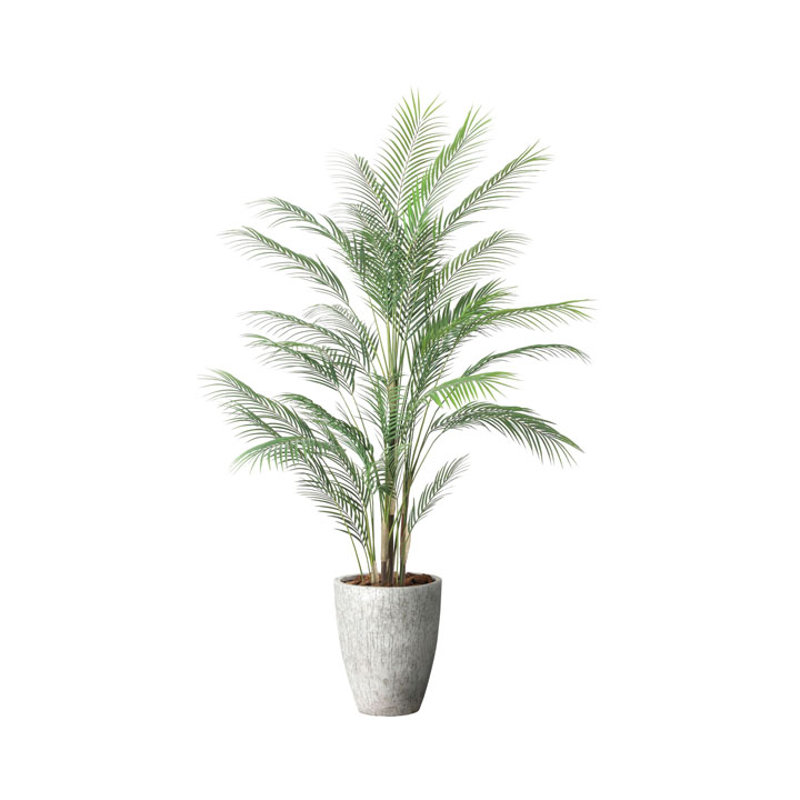 アレカヤシＬ 1.8m