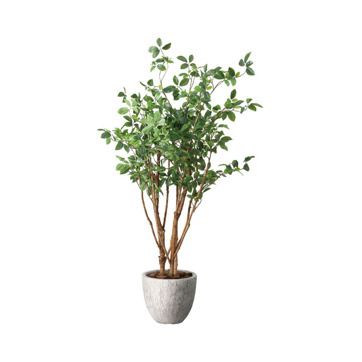 ガジュマルツリー1.6m