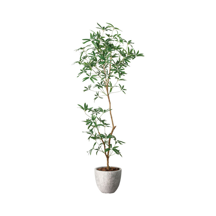 シェフレラアンガスティフォリア1.8m