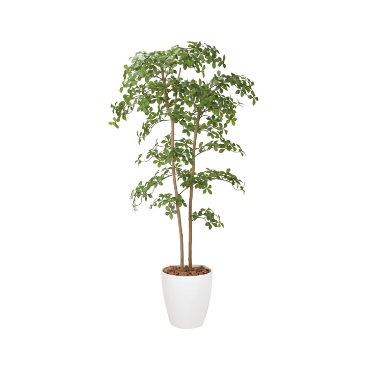 アーモンドツリー1.8M