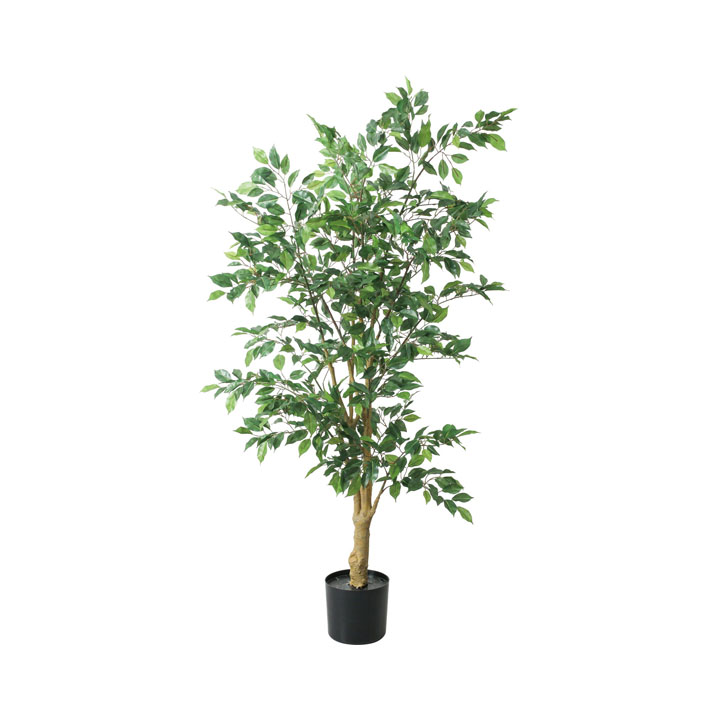 160cmベンジャミンフィカス