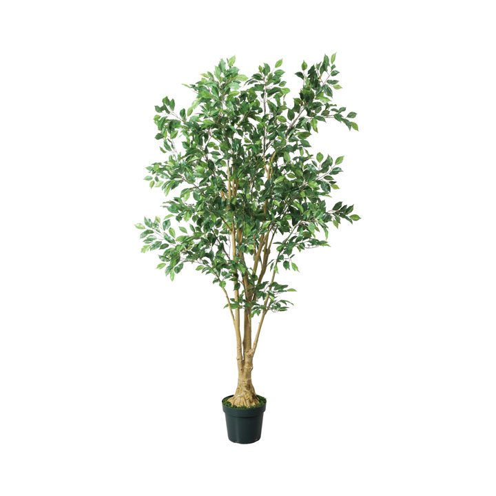 210cmベンジャミンフィカス