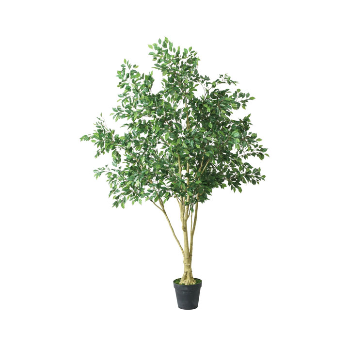 250cmベンジャミンフィカス