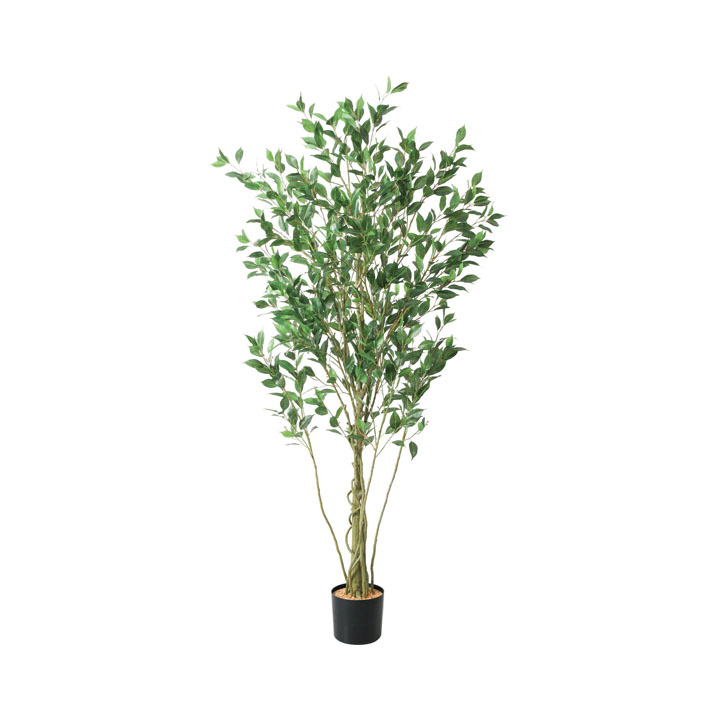 フィカスシャングリア