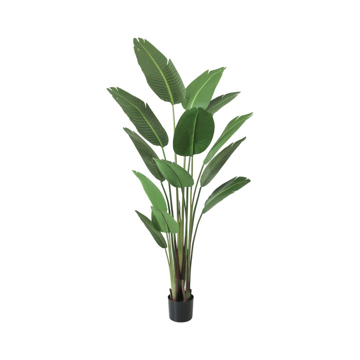 トラベラーズパーム