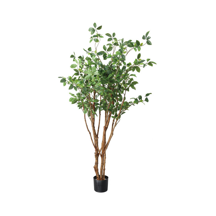 160cmガジュマルツリー