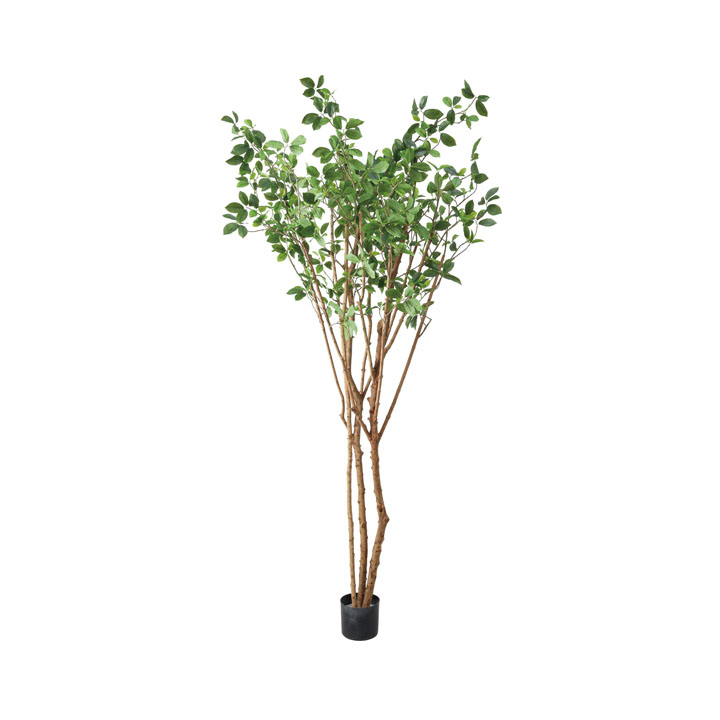 220cmガジュマルツリー