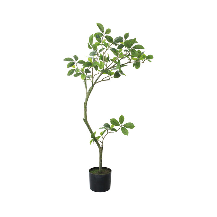 110cmガジュマル