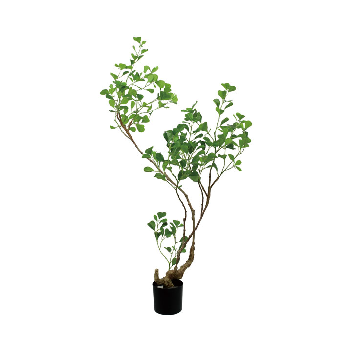 125cmフィカストライアンギュラス