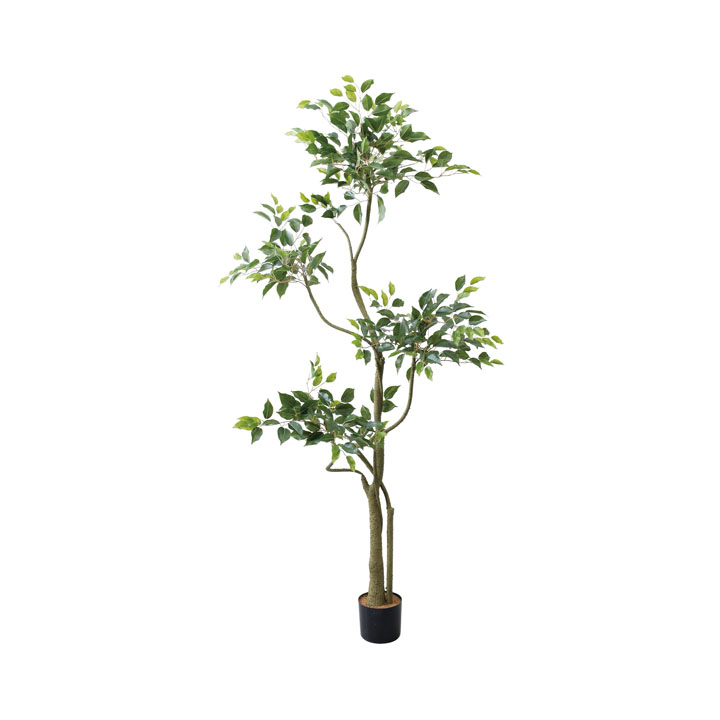 180cmベンジャミンツリー