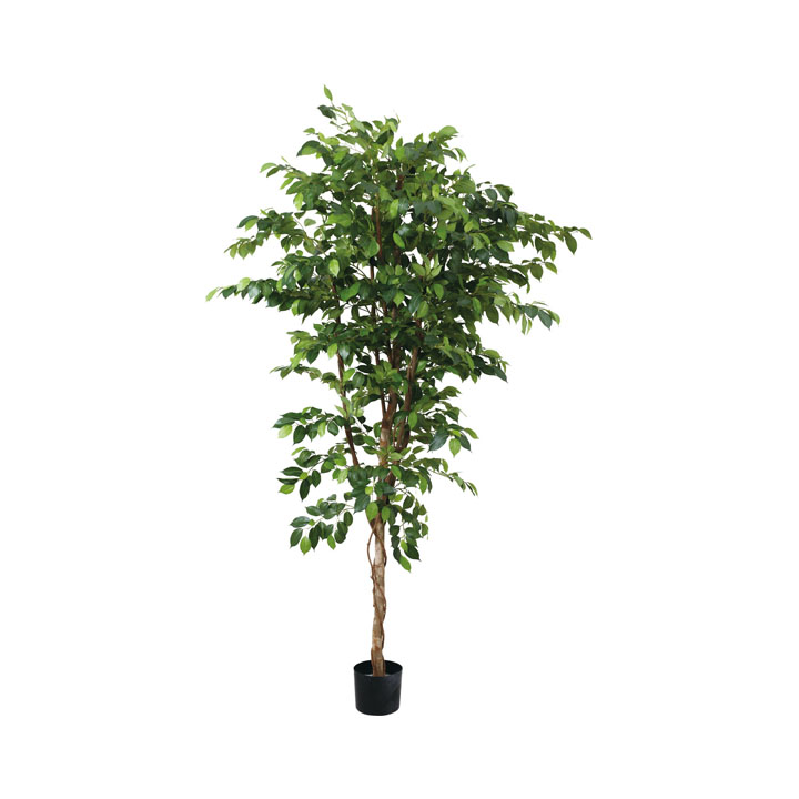 210cmベンジャミン