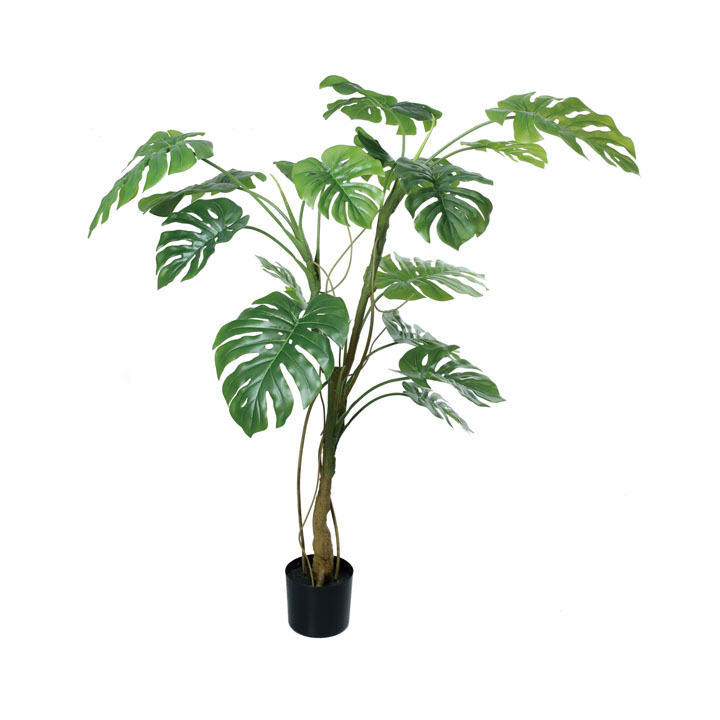 160cmモンステラ