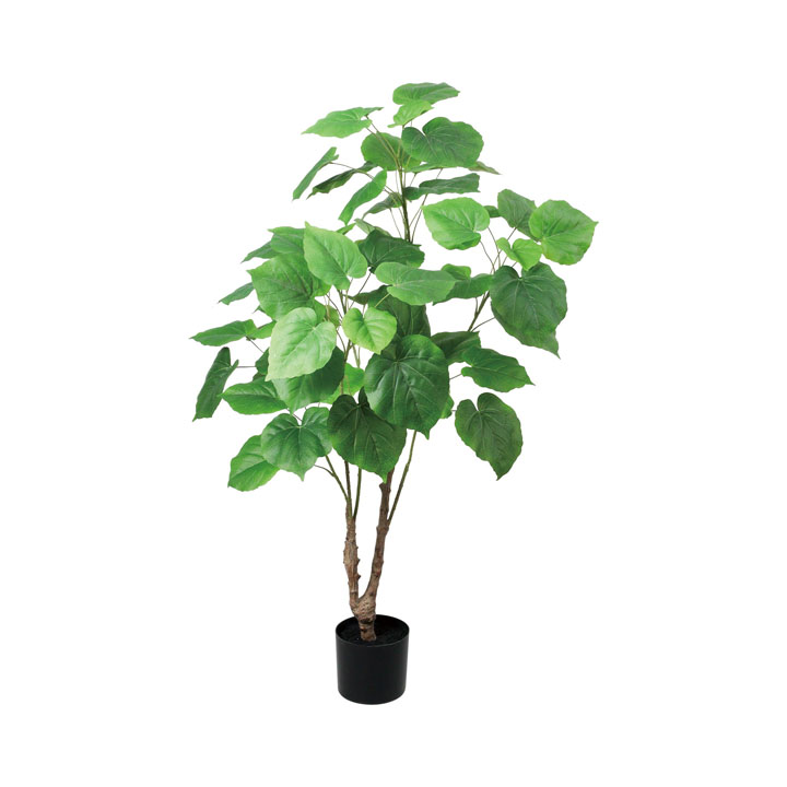 120cmウンベラータ