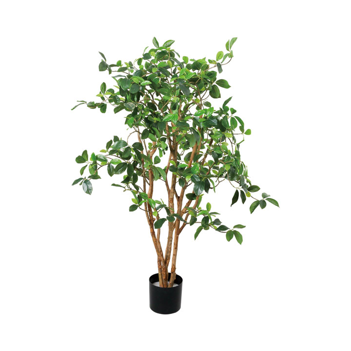 130cmガジュマルツリー