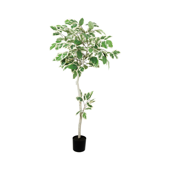 160cmフィカスアルテシマ