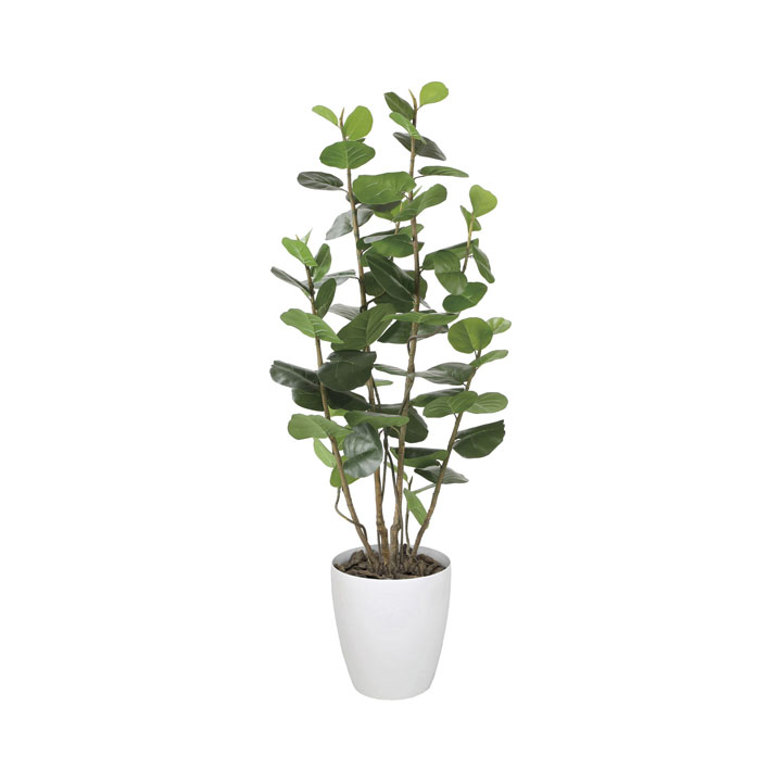 シーグレープ1.7m