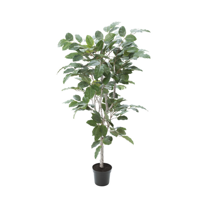 フィカスベンガレンシス