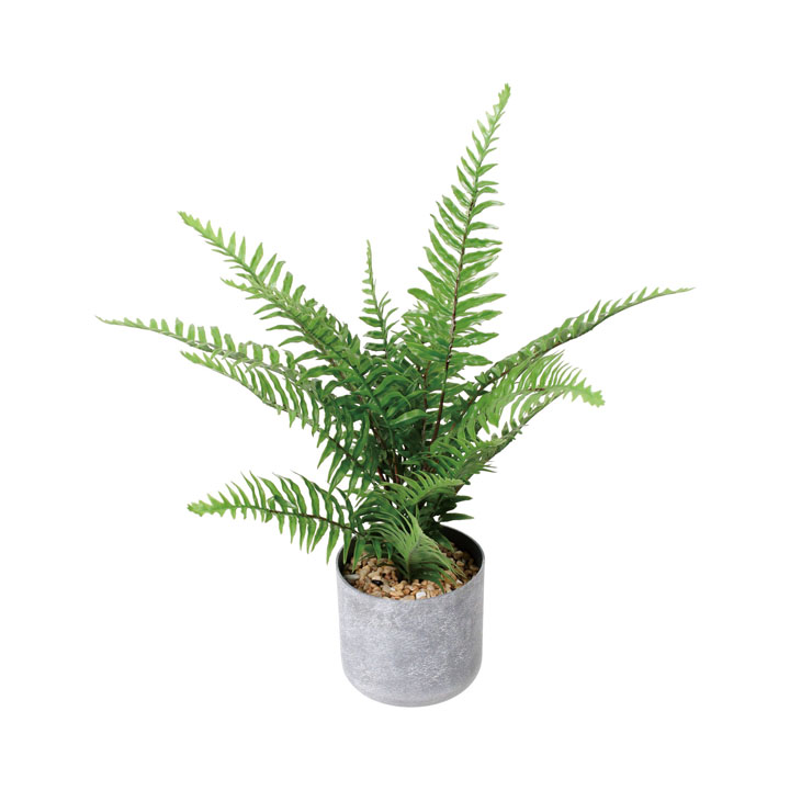 50cmシダーポット