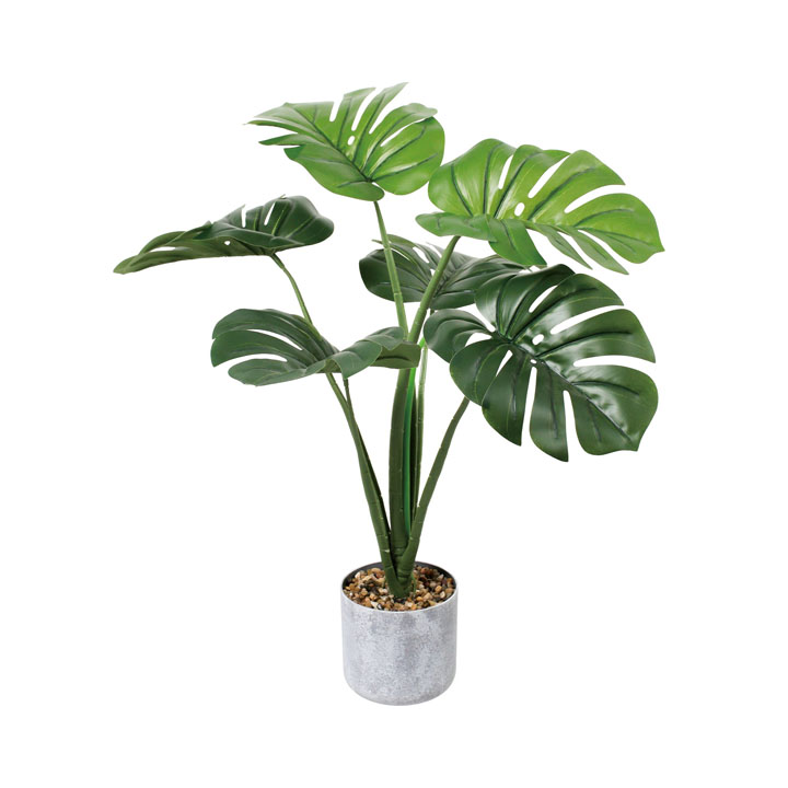 60cmモンステラポット