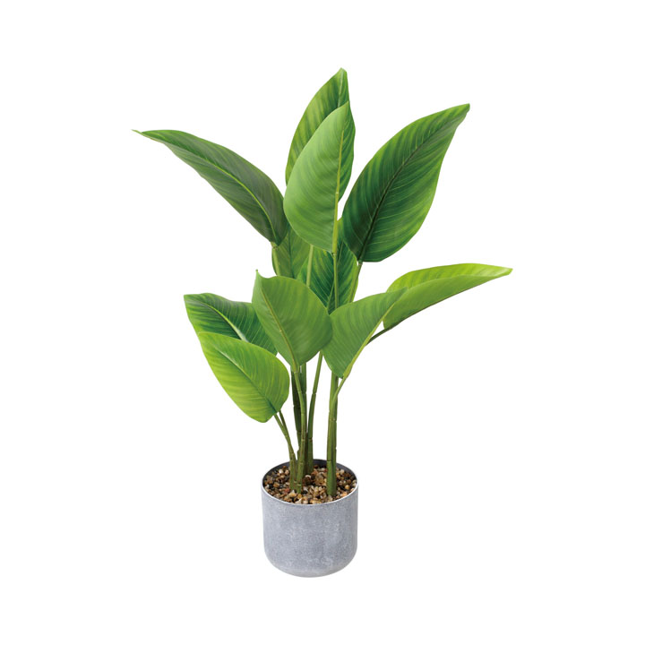 60cmオーガスタポット