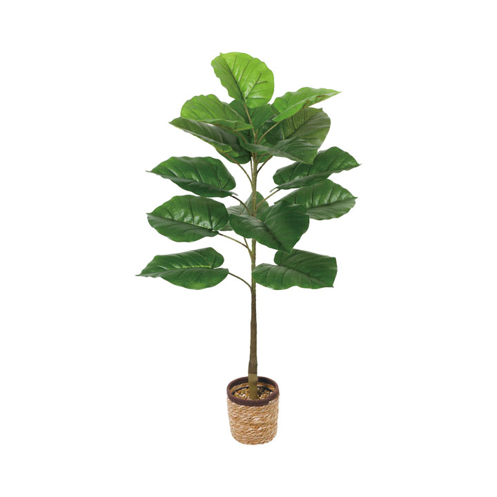 100cmウンベラータポット