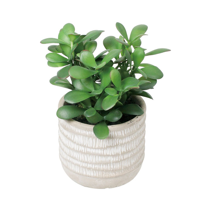 エケベリアポット