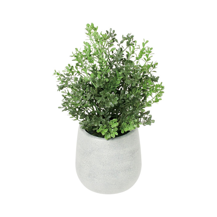 ボックスウッドポット