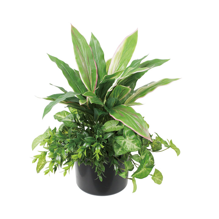 ドラセナミックスグリーンポット