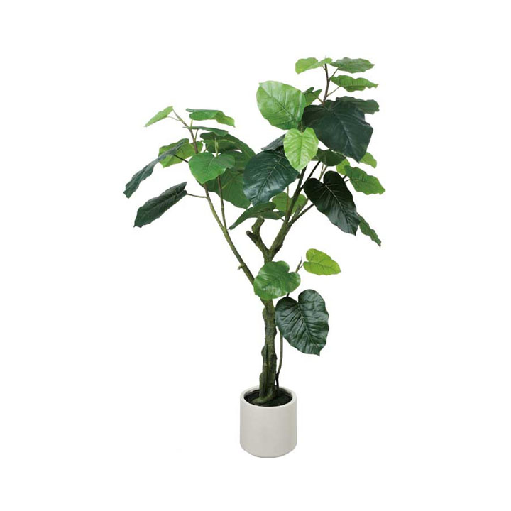 ウンベラータポット