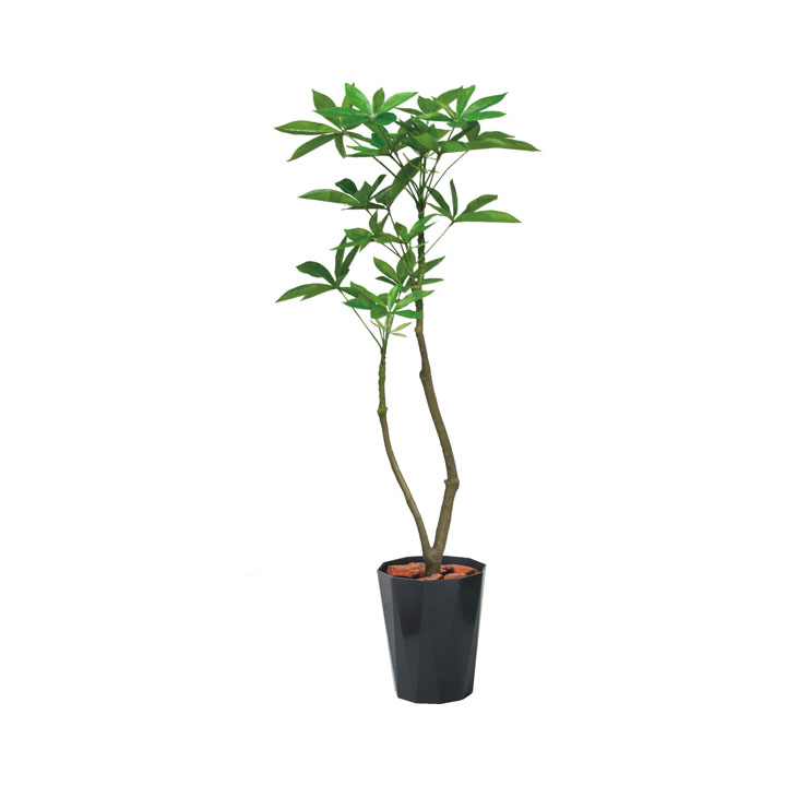 120cmパキラポット