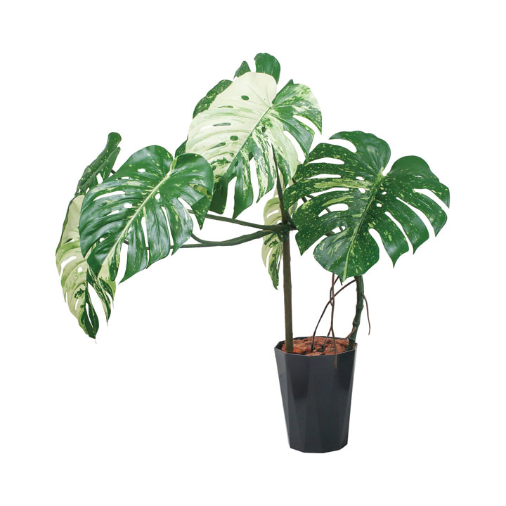 110cmモンステラポット