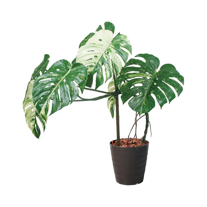 110cmモンステラポット