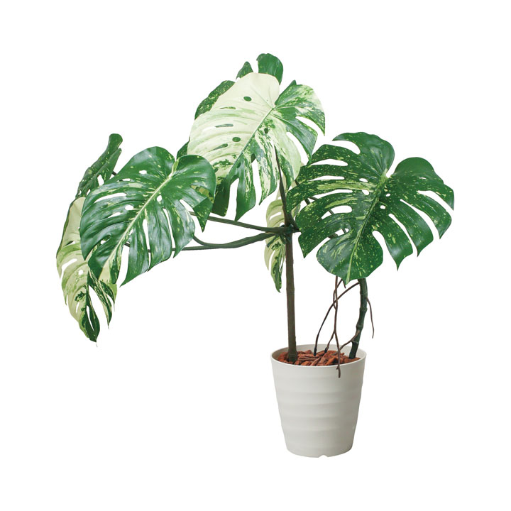 110cmモンステラポット