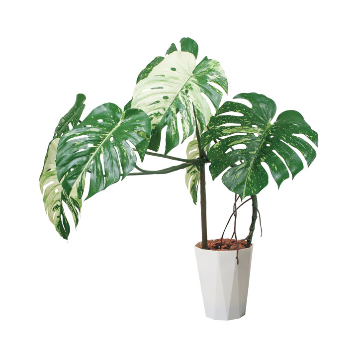 110cmモンステラポット