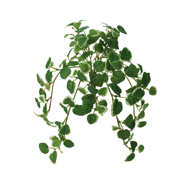 プミラハンギングブッシュ