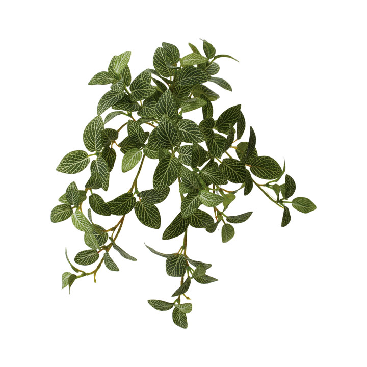 フィトニアハンギングブッシュ