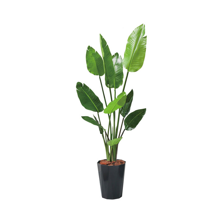 120cmオーガスタ