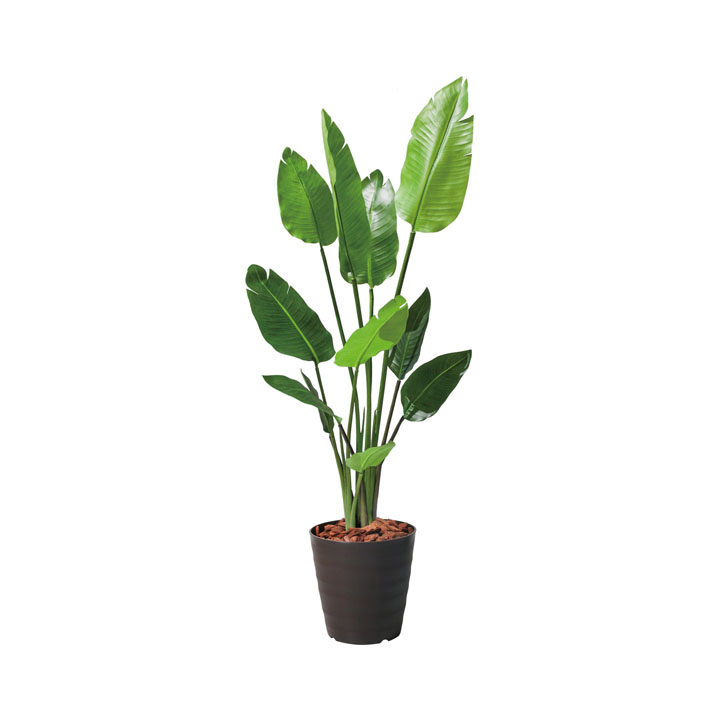 120cmオーガスタ