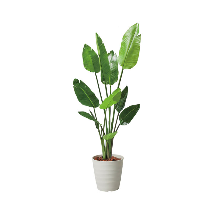 120cmオーガスタ