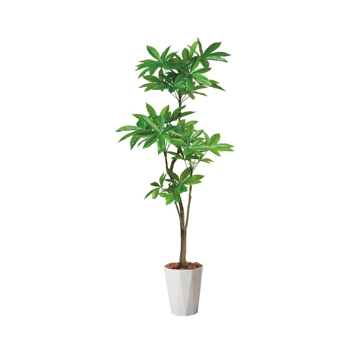 180cmパキラポット