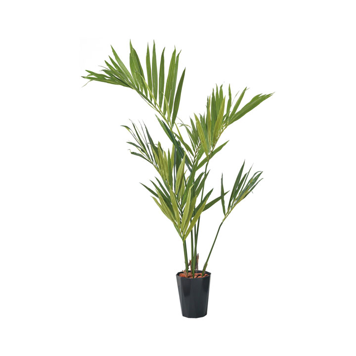 150cmケンチャヤシポット