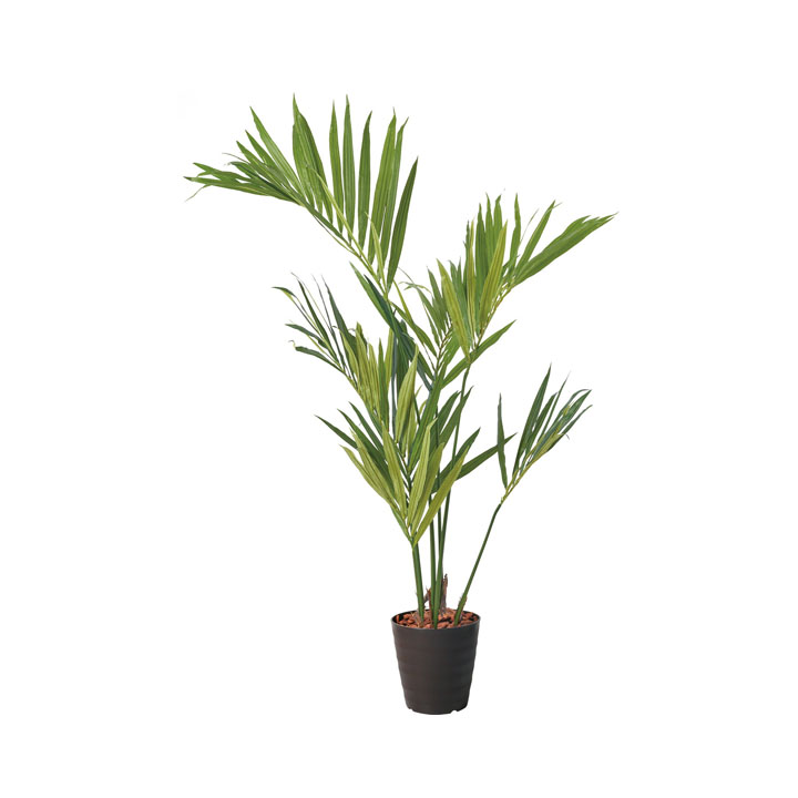 150cmケンチャヤシポット